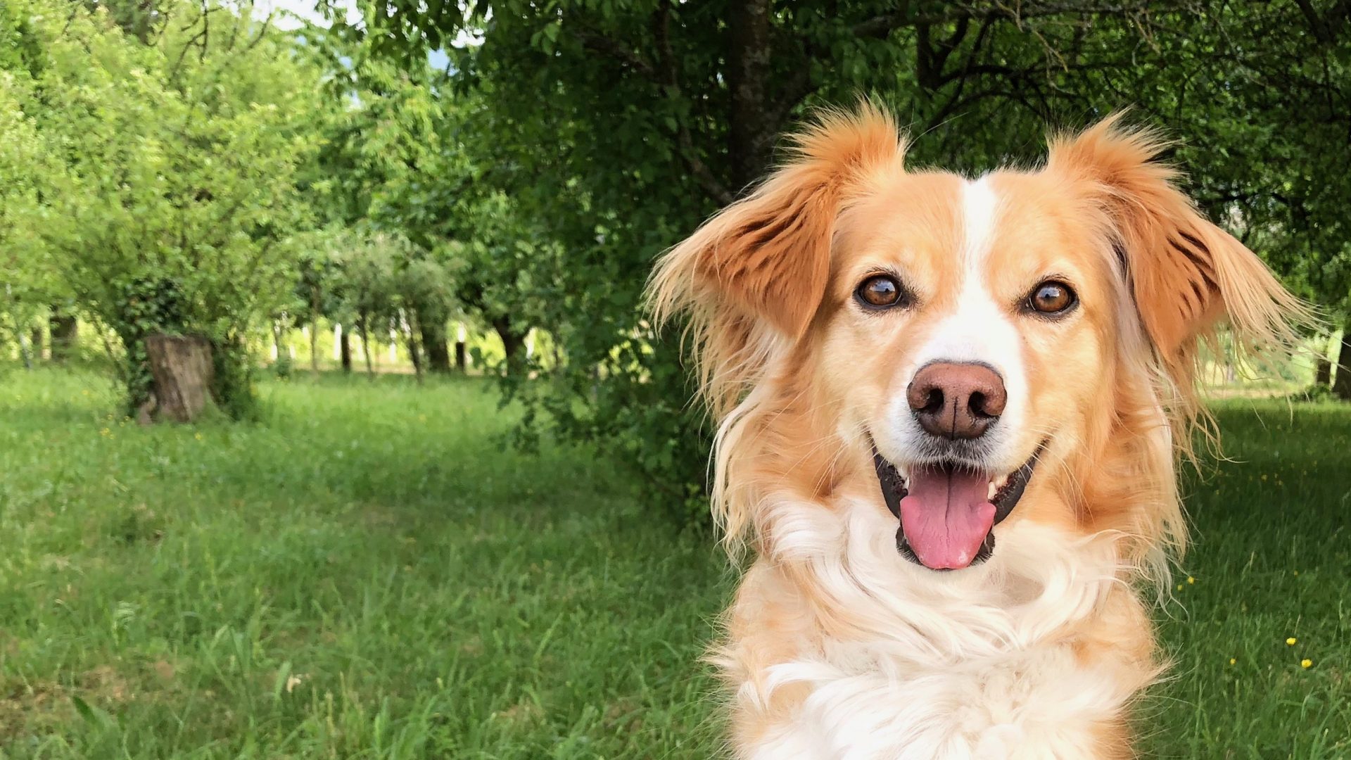 Hundephysiotherapie